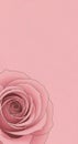 Soft pink rose with delicate petals on a solid pink background Royalty Free Stock Photo