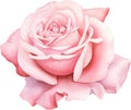 Soft Pink Rose Delicate Petals White Background Royalty Free Stock Photo