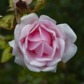 A soft pink rose folded like an origami flower