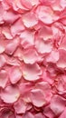 Soft Pink Rose Petals Texture - Floral Natural Background