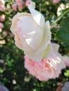 Soft Pink Rose in the shadow in the garden Royalty Free Stock Photo