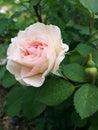 Soft pink rose. Tenderness and freshness.