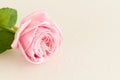 Soft pink rose with water drops Royalty Free Stock Photo