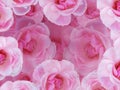 Soft pink roses Royalty Free Stock Photo