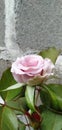 Soft pink roses are blooming in the courtyard garden. Royalty Free Stock Photo