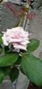 Soft pink roses are blooming in the courtyard garden. Royalty Free Stock Photo