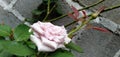 Soft pink roses are blooming in the courtyard garden. Royalty Free Stock Photo