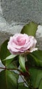 Soft pink roses are blooming in the courtyard garden. Royalty Free Stock Photo