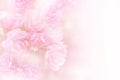 Soft pink roses flower frame vintage background Royalty Free Stock Photo