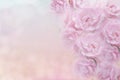 Soft pink roses flower in vintage color background for valentine or wedding card Royalty Free Stock Photo
