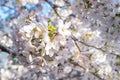 Soft pink sakura cherry blossoms branches in spring season , soft focus sakura petal in the morning sunshine , blur sakura branch