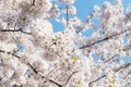 Soft pink sakura cherry blossoms branches in spring season , soft focus sakura petal in the morning sunshine , blur sakura branch