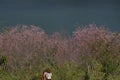 Soft pink sakura flower blossom in Dalat, central highland of vietnam