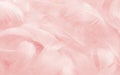 Soft Pink Swan Feathers Textured Background. Swan Feathers