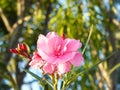 soft pink sweet oleander Royalty Free Stock Photo