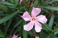 Soft pink sweet oleander flower or a bay of roses fragrant oleander, oleander, oleander Nerium L, mill Nerium indicum Royalty Free Stock Photo