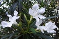 Soft pink sweet oleander flower or a bay of roses fragrant oleander, oleander, oleander Nerium L, mill Nerium indicum Royalty Free Stock Photo