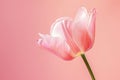 A soft pink tulip blooms gracefully, showcasing its light-reflecting petals and green stem on a pink background