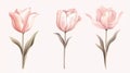 Soft Pink Ulip Bundle in Modern Style on White Background . Royalty Free Stock Photo