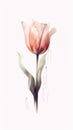 Soft Pink Ulip Bundle in Modern Style on White Background . Royalty Free Stock Photo