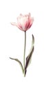 Soft Pink Ulip Bundle in Modern Style on White Background . Royalty Free Stock Photo