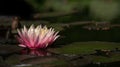 A soft pink water lily floats on a pond. Green lily pads grow around it. It\'s dark, only the blossom shines in the light Royalty Free Stock Photo