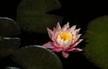 A soft pink water lily floats on a pond. Green lily pads grow around it. The water is dark Royalty Free Stock Photo