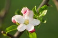 Soft Pink White Apple Blossom Flower in Spring in the Month of April