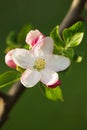 Soft Pink White Apple Blossom Flower in Spring in the Month of April