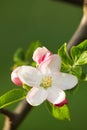 Soft Pink White Apple Blossom Flowers in Spring in the Month of April