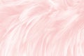 Soft pink, white feathers texture background
