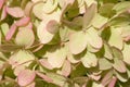 soft pistachio green -pink beautiful hydrangea blossom background at sunny day. close up