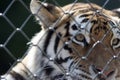 Soft poignant image of a caged tiger. Animal in captivity.