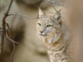 Soft Portrait of Bobcat Close Up