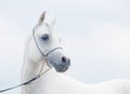 Soft portrait of white wonderful arabian horse at sky background