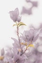 Soft purple Bougainvillea flower in nature