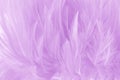 Soft purple color feathers texture background