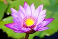 A soft purple color water lily flower. Royalty Free Stock Photo