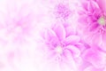 Soft purple dahlia flower with bokeh romance background