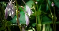 The soft purple flowers of a hosta with other hostas blurred in the background Royalty Free Stock Photo