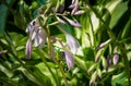 The soft purple flowers of a hosta with other hostas blurred in the background Royalty Free Stock Photo