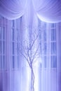 Soft purple lighting enhances a bare tree placed elegantly between sheer curtains Royalty Free Stock Photo