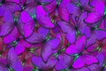 Soft purple natural textural background. Wings of a butterfly Morpho. Flight of bright butterflies abstract background