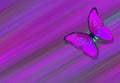 Soft purple natural textural background. Wings of a butterfly Morpho. Flight of bright butterflies abstract background Royalty Free Stock Photo