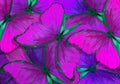 Soft purple natural textural background. Wings of a butterfly Morpho. Royalty Free Stock Photo