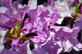 Soft purple rhododendron flowers close up macro detail, beautiful natural organic background