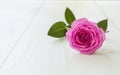 Soft purple rose flower background with copy space