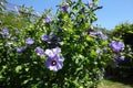 Soft purple violet flowers in a green bush . Garteneibisch Marina Gibiscus Syriacus . rose althea Hibiscus syriacus shrub althea Royalty Free Stock Photo