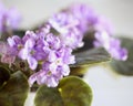 Soft Purple and White African Violet Royalty Free Stock Photo