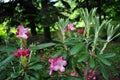 Soft purple and white rhododendron flowers and buds, soft dark green park background Royalty Free Stock Photo